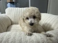 Frank, a male Goldendoodle for sale in Franklin, IN – 3 of 6