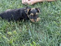 Sara, a female Yorkshire Terrier for sale in Franklin, IN – 3 of 3