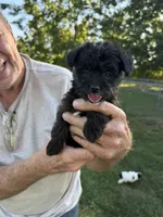 Trotter, a female Yorkshire Terrier for sale in Franklin, IN – 2 of 3