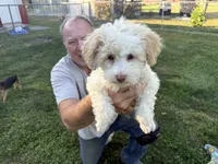 Snow white, a female Goldendoodle for sale in Franklin, IN – 3 of 3