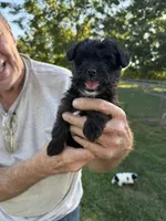 Trotter, a female Yorkshire Terrier for sale in Franklin, IN – 1 of 3