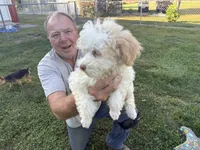 Whitey, a male Goldendoodle for sale in Franklin, IN – 2 of 3