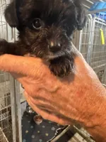 Frank, a male Goldendoodle for sale in Franklin, IN – 4 of 6