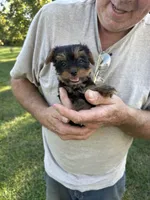 Bailey, a male Yorkshire Terrier for sale in Franklin, IN – 1 of 3