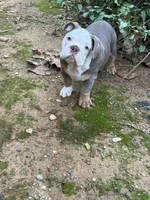 Bruno , a male English Bulldog for sale in Tuscaloosa, AL – Photo 1 of 4