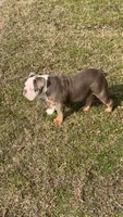 Bruno , a male English Bulldog for sale in Tuscaloosa, AL – Photo 2 of 4