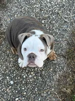 Bruno , a male English Bulldog for sale in Tuscaloosa, AL – Photo 3 of 4