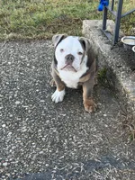 Bruno , a male English Bulldog for sale in Tuscaloosa, AL – Photo 4 of 4