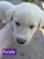 Akita lab mix, a male Akita and Labrador Retriever for sale in Mendon, UT – 2 of 9
