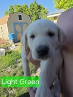 Akita lab mix, a male Akita and Labrador Retriever for sale in Mendon, UT – 3 of 9