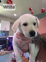 Akita lab mix, a male Akita and Labrador Retriever for sale in Mendon, UT – 6 of 9