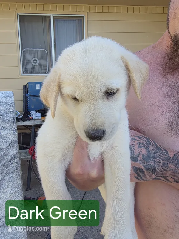Akita lab mix – Akita, Labrador Retriever puppy for sale in Mendon, UT