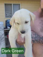 Akita lab mix, a male Akita and Labrador Retriever for sale in Mendon, UT – 1 of 9