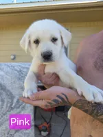 Akita lab mix, a male Akita and Labrador Retriever for sale in Mendon, UT – 7 of 9