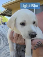 Akita lab mix, a male Akita and Labrador Retriever for sale in Mendon, UT – 5 of 9