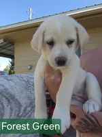 Akita lab mix, a male Akita and Labrador Retriever for sale in Mendon, UT – 9 of 9