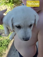 Akita lab mix, a male Akita and Labrador Retriever for sale in Mendon, UT – 8 of 9