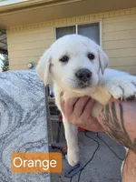 Akita lab mix, a male Akita and Labrador Retriever for sale in Mendon, UT – 4 of 9