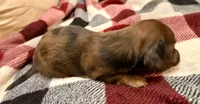 Winnie, a male Miniature Dachshund for sale in Hico, TX – 4 of 5