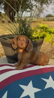 Dallas, a male Miniature Dachshund for sale in Hico, TX – 3 of 6