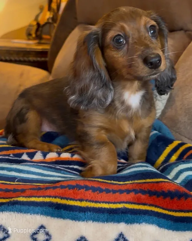 Bear – Miniature Dachshund puppy for sale in Hico, TX