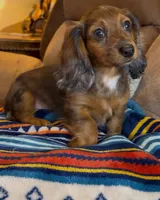 Bear, a male Miniature Dachshund for sale in Hico, TX – 1 of 10