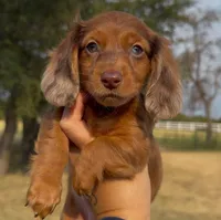 Cooper, a male Miniature Dachshund for sale in Hico, TX – 2 of 8