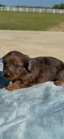 Bear, a male Miniature Dachshund for sale in Hico, TX – 6 of 8