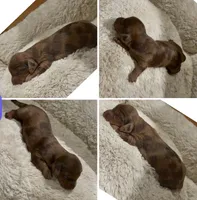 Cooper, a male Miniature Dachshund for sale in Hico, TX – 3 of 5