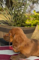 Dallas, a male Miniature Dachshund for sale in Hico, TX – 4 of 6