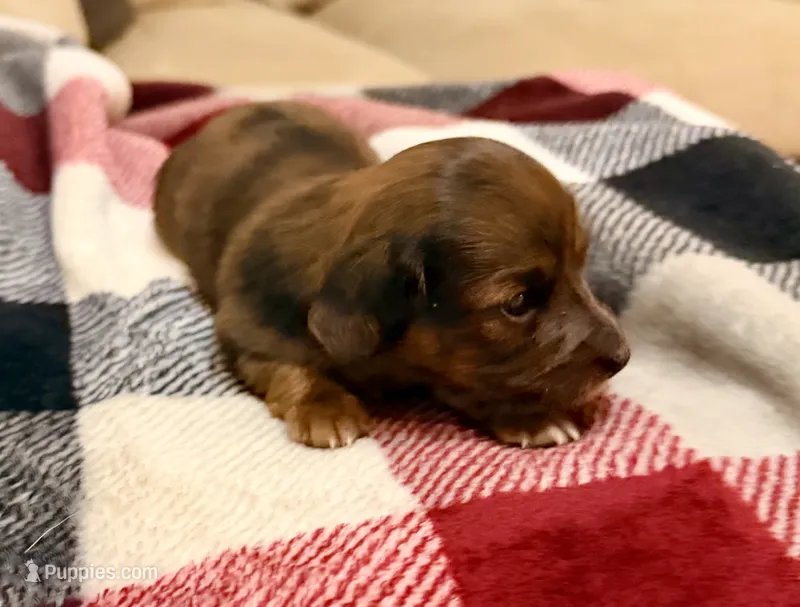 Winnie – Miniature Dachshund puppy for sale in Hico, TX