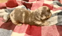 Newt, a male Miniature Dachshund for sale in Hico, TX – 4 of 4