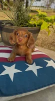 Dallas, a male Miniature Dachshund for sale in Hico, TX – 2 of 6