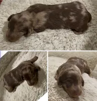 Newt, a male Miniature Dachshund for sale in Hico, TX – 2 of 4