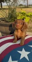 Dallas, a male Miniature Dachshund for sale in Hico, TX – 6 of 6
