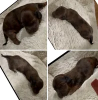 Winnie, a male Miniature Dachshund for sale in Hico, TX – 3 of 5