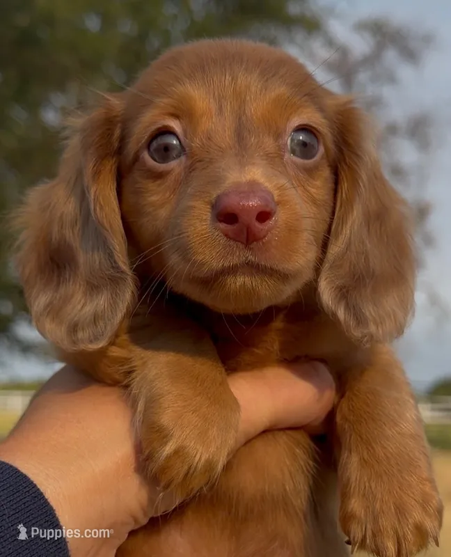 Dallas – Miniature Dachshund puppy for sale in Hico, TX