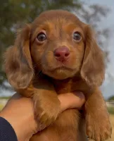 Dallas, a male Miniature Dachshund for sale in Hico, TX – 1 of 6