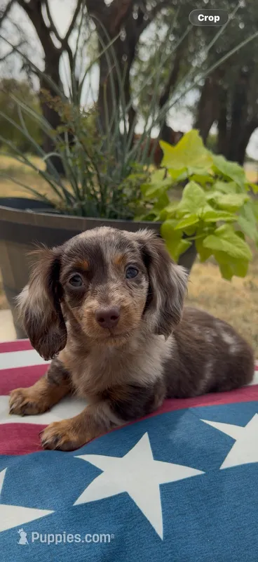 Newt – Miniature Dachshund puppy for sale in Hico, TX
