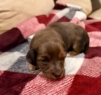 Winnie, a male Miniature Dachshund for sale in Hico, TX – 2 of 5