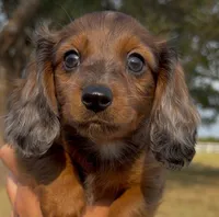 Bear, a male Miniature Dachshund for sale in Hico, TX – 2 of 8