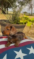 Bear, a male Miniature Dachshund for sale in Hico, TX – 4 of 8