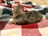 Bear, a male Miniature Dachshund for sale in Hico, TX – 4 of 4