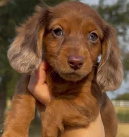 Cooper, a male Miniature Dachshund for sale in Hico, TX – 7 of 8