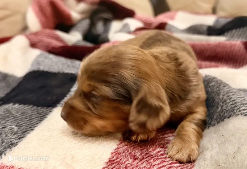Cooper – Miniature Dachshund puppy for sale in Hico, TX