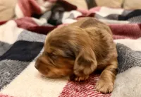 Cooper, a male Miniature Dachshund for sale in Hico, TX – 1 of 5