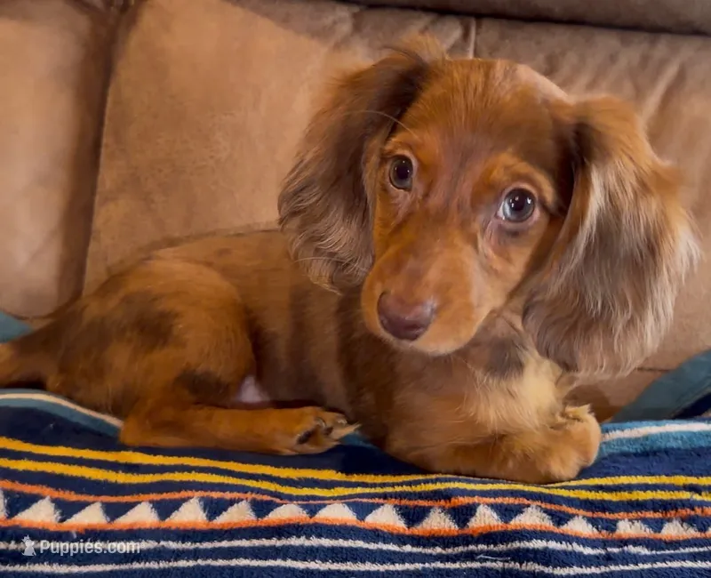 Cooper – Miniature Dachshund puppy for sale in Hico, TX
