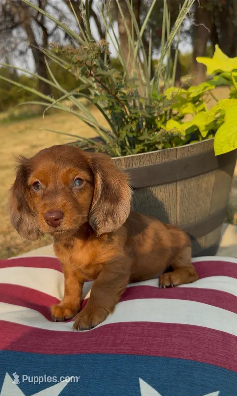 Cooper – Miniature Dachshund puppy for sale in Hico, TX