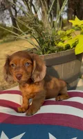 Cooper, a male Miniature Dachshund for sale in Hico, TX – 1 of 8