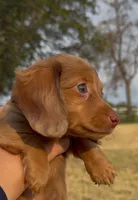 Dallas, a male Miniature Dachshund for sale in Hico, TX – 5 of 6